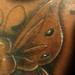 Tattoos - Butterfly - 56646